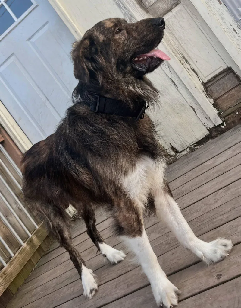A young large-sized male Brindle Mixed Breed dog named Spikey for adoption in Leavenworth, KS