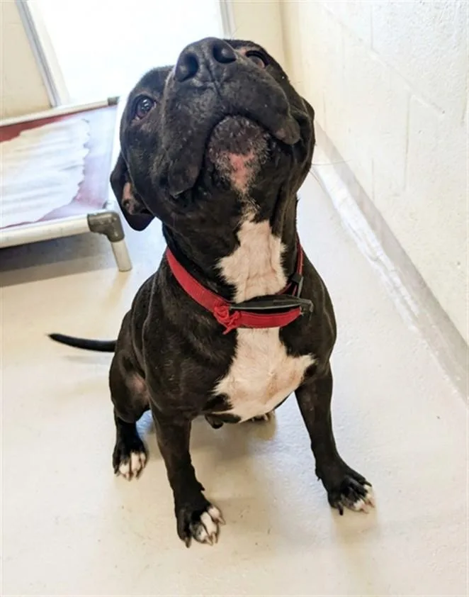 An adult large-sized female Pit Bull Terrier dog named Mary Puppins for adoption in Texas City, TX