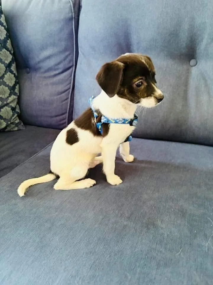 A baby small-sized male Black Chihuahua dog named Oreo for adoption in Woodbury, NJ