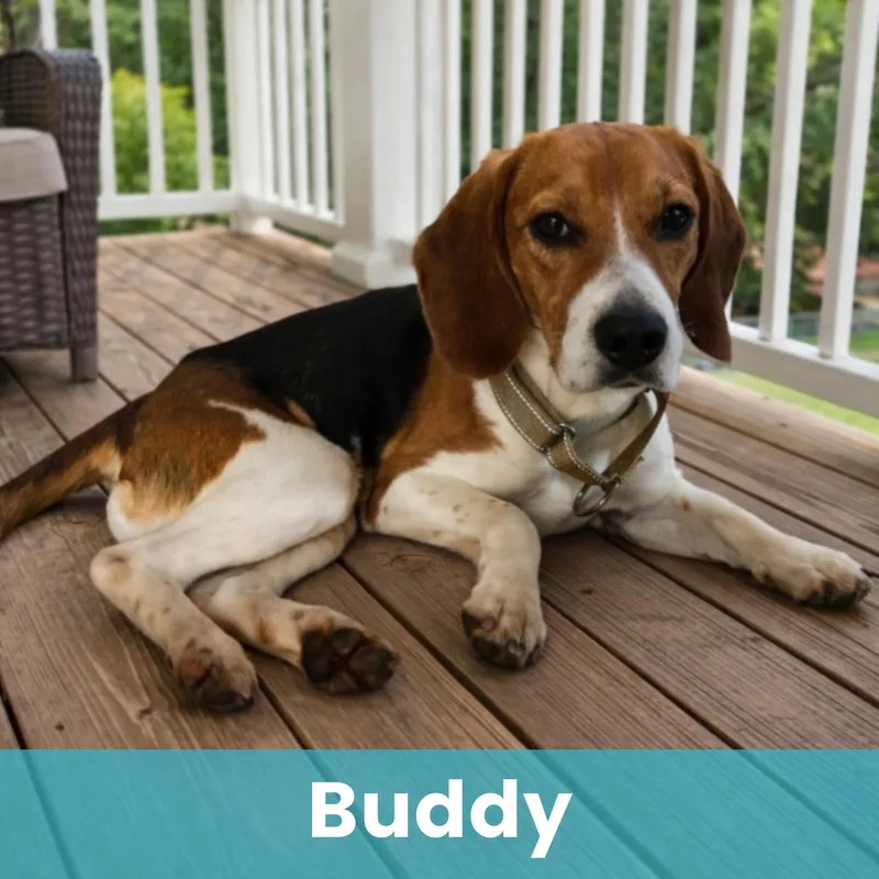 Buddy
