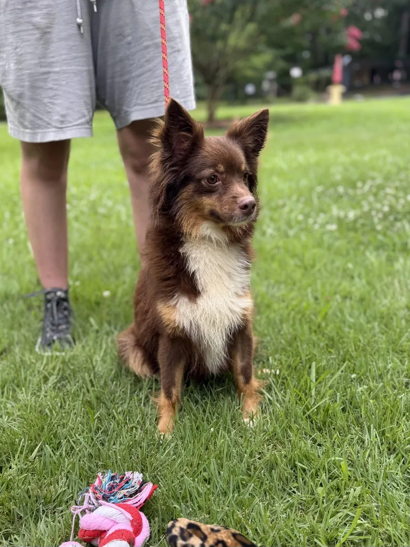 A young small-sized female Papillon dog named Kimmy Kibble for adoption in Locust Fork, AL