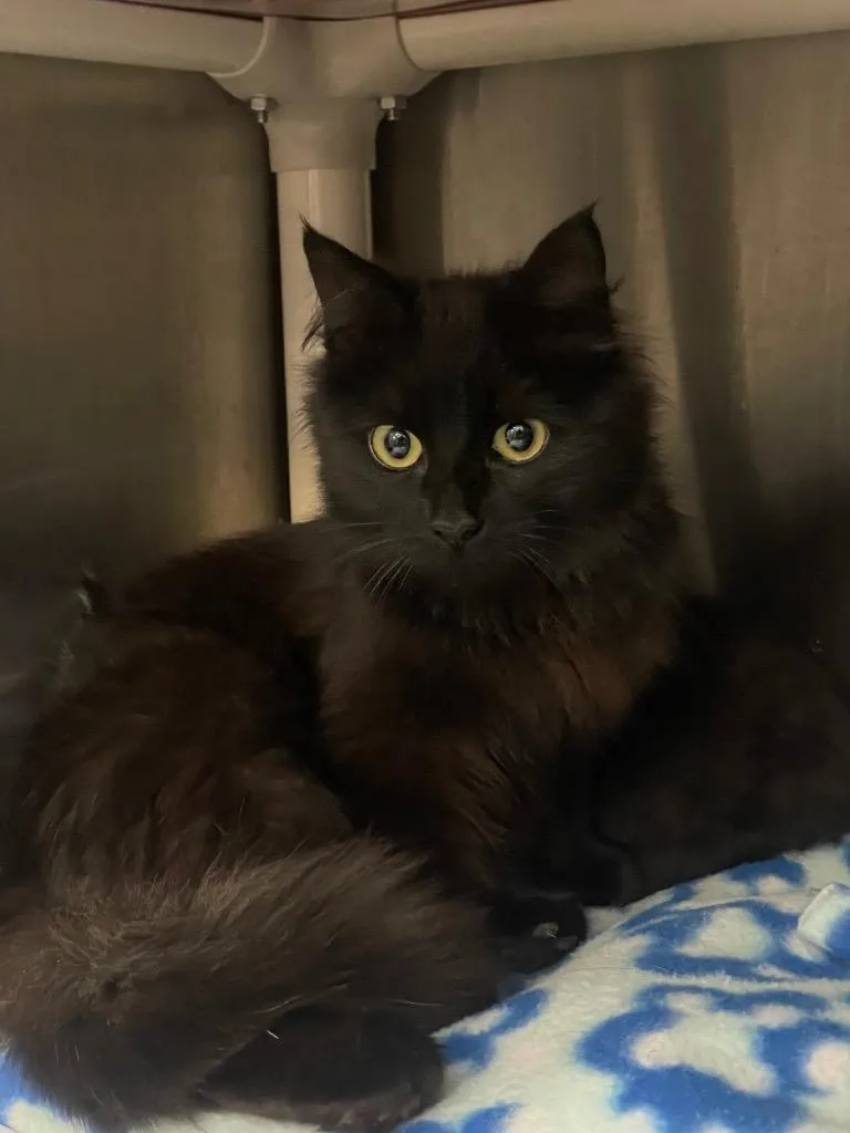 An adult medium-sized female Black Domestic Medium Hair cat named Little for adoption in Calhoun, KY