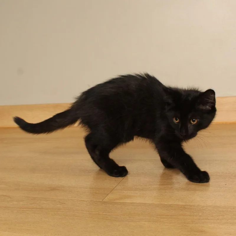 A baby small-sized male Black Domestic Short Hair cat named Meatballs C for adoption in Minnetonka, MN