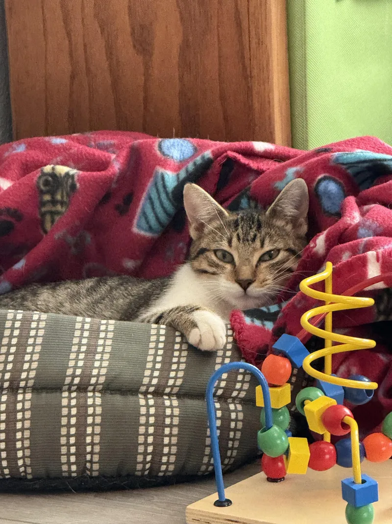 A young medium-sized female Tabby cat named Trouble for adoption in Austin, TX