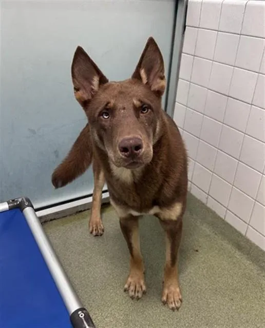 A young large-sized male German Shepherd Dog dog named Scooby for adoption in Dallas, TX
