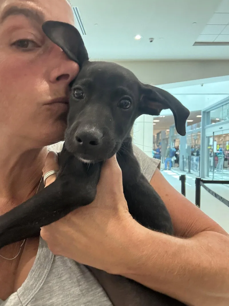 A baby small-sized male Chihuahua dog named Roger for adoption in Lake Hopatcong, NJ