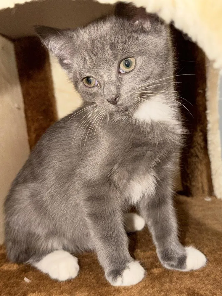 A baby small-sized male Domestic Short Hair cat named John Coffey for adoption in Ferndale, MI