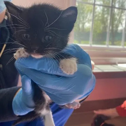 A baby small-sized female Black Domestic Short Hair cat named Mars for adoption in South Elgin, IL