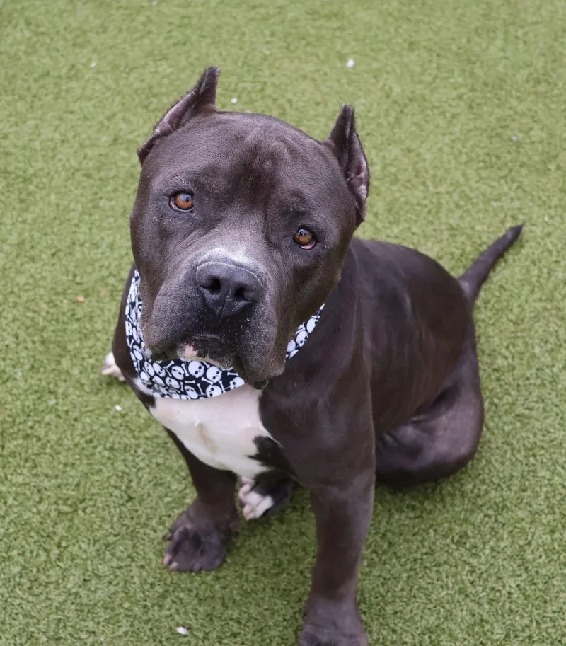 Rocket Athens thumbnail 2