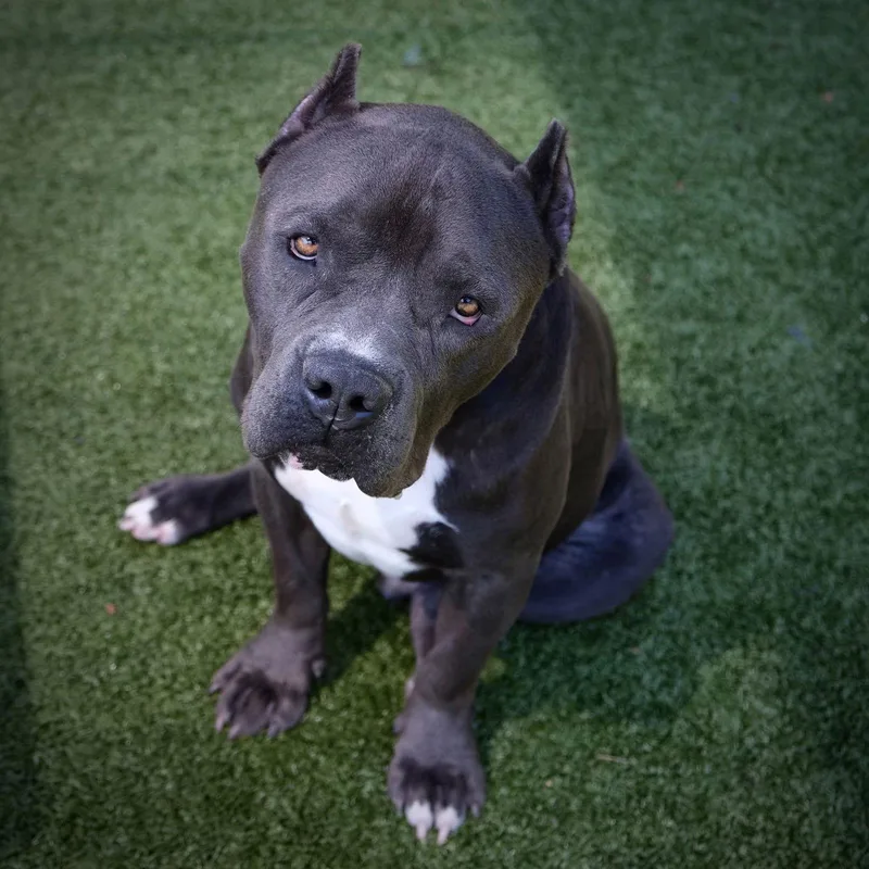 Rocket Athens thumbnail 3