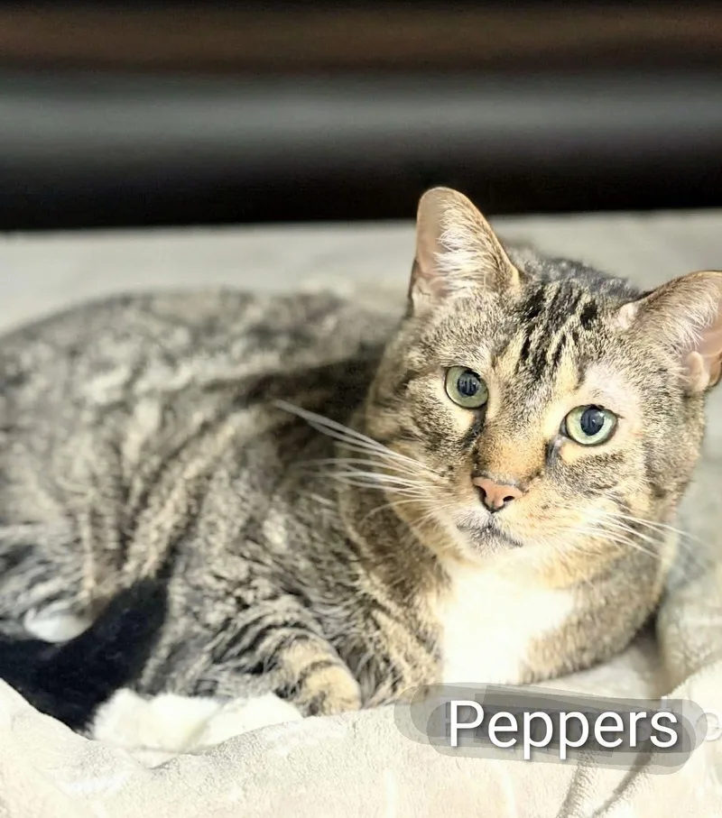 A senior medium-sized female Tabby (Buff / Tan / Fawn) Domestic Short Hair cat named Peppers for adoption in Flint, MI