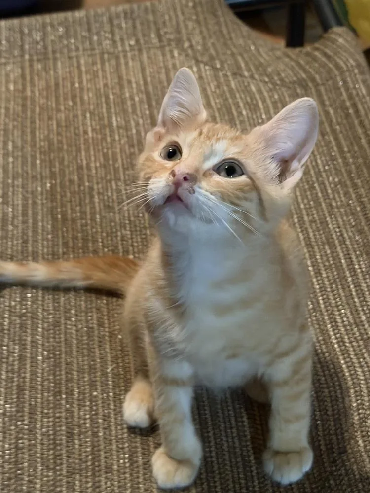 A baby small-sized male Orange & White Domestic Short Hair cat named Butters for adoption in Greensboro, NC