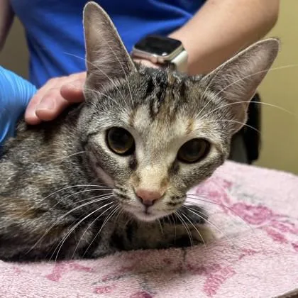 A young medium-sized female Domestic Short Hair cat named Nova for adoption in Merriam, KS