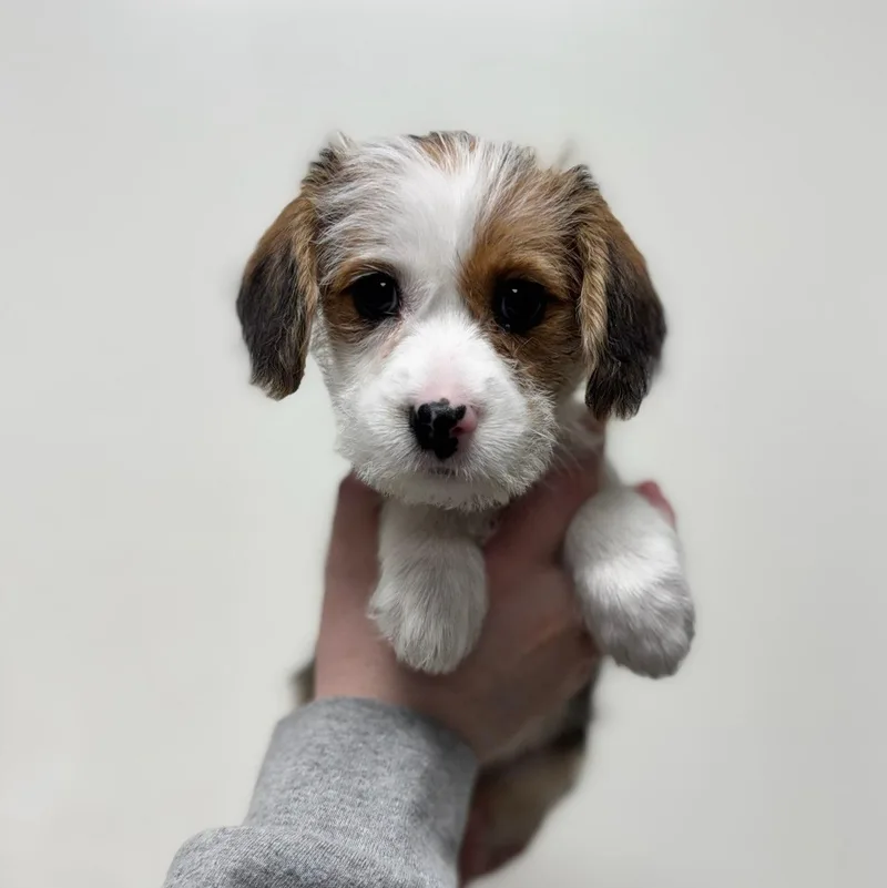 A baby small-sized female Terrier dog named Jane for adoption in Henderson, NV