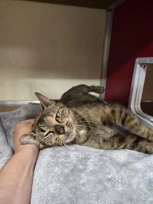 An adult small-sized female Domestic Short Hair cat named Marley for adoption in Clarks Summit, PA