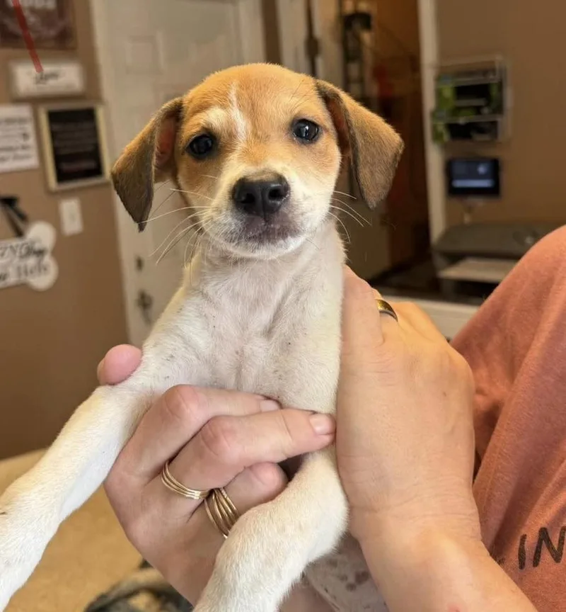 A baby small-sized male Apricot / Beige Beagle dog named Surf for adoption in Austin, TX