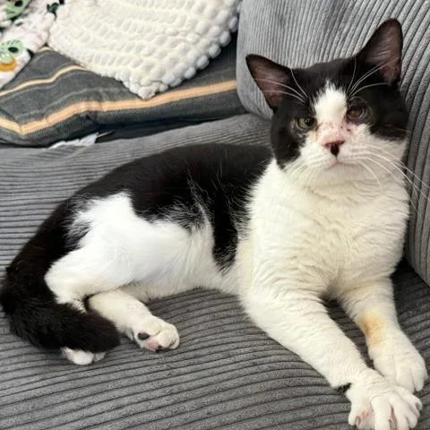 An adult small-sized male Black Domestic Short Hair cat named Hank for adoption in Abingdon, MD