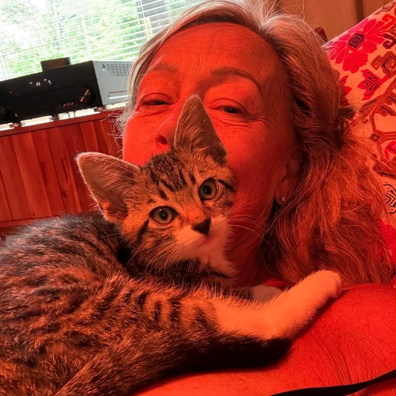 A baby small-sized female Gray / Blue / Silver Domestic Short Hair cat named Stevie for adoption in Franklin, TN