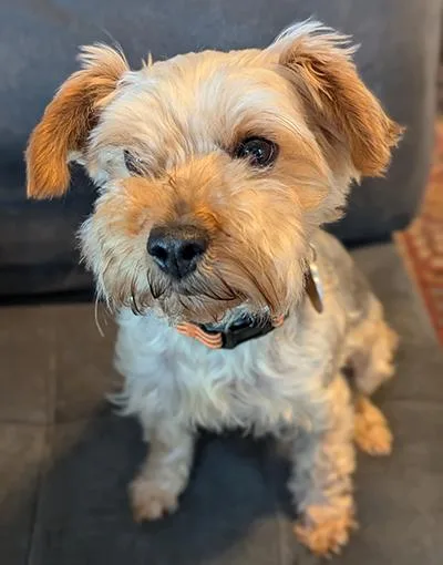 A young small-sized female Yorkie Poo dog named Sadie  Bonded Pair for adoption in Miamisburg, OH