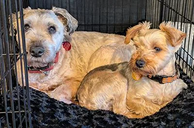 Sadie  Bonded Pair thumbnail 2