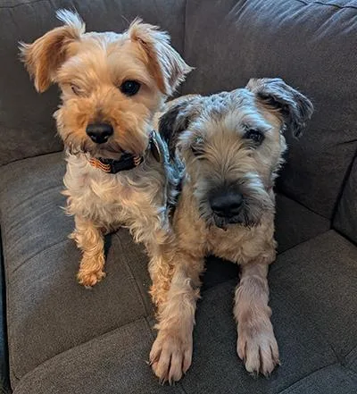 Sadie  Bonded Pair thumbnail 3