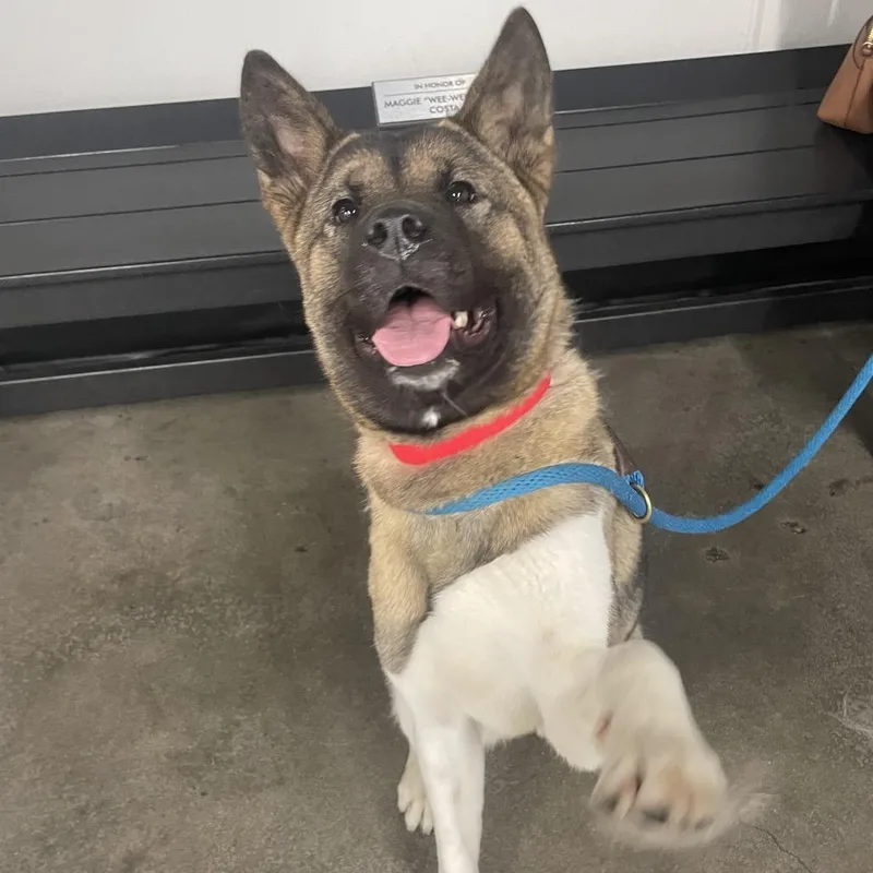 A young large-sized female Brown / Chocolate Akita dog named Gracey for adoption in Tampa, FL