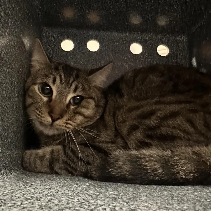 An adult medium-sized male Brown / Chocolate Domestic Short Hair cat named Ike for adoption in Edinburg, TX