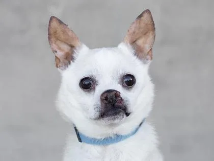 A senior small-sized male Mixed Breed dog named Kay for adoption in Longmont, CO