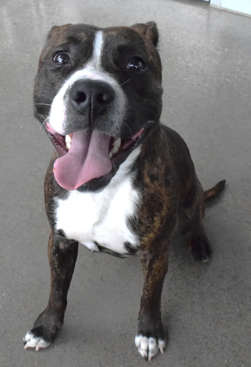 An adult medium-sized male Brindle Pit Bull Terrier dog named 22270 for adoption in Broken Arrow, OK