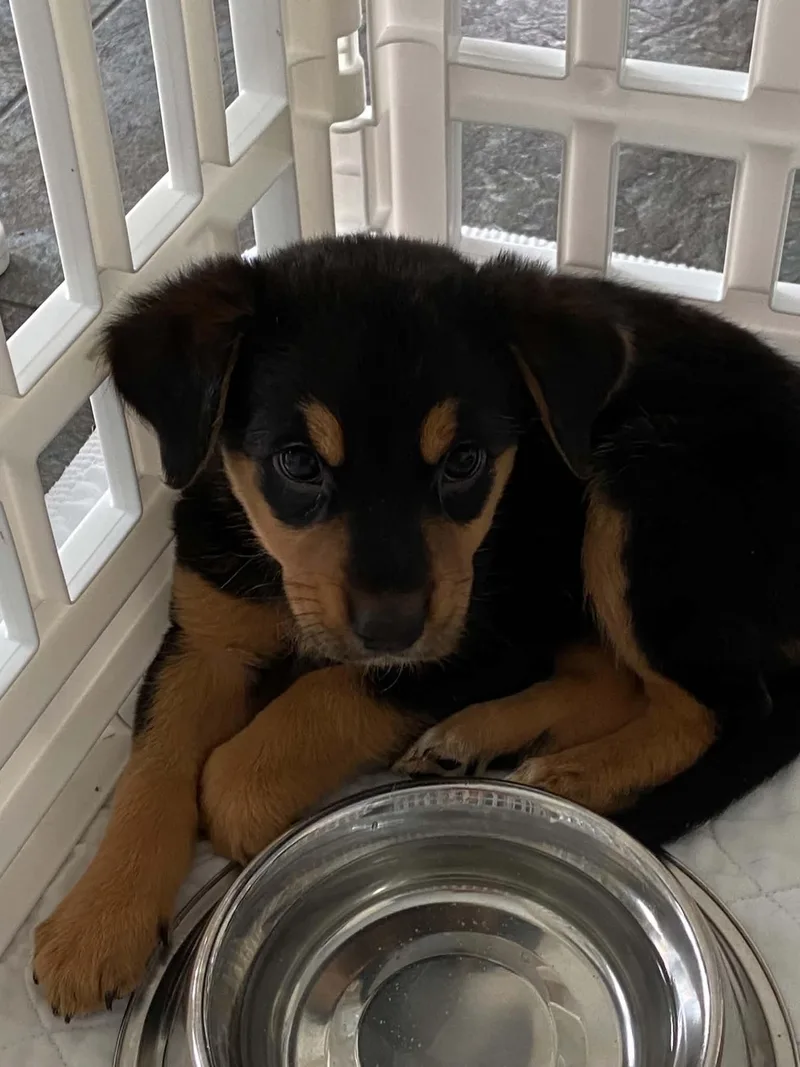 A baby medium-sized female Australian Cattle Dog / Blue Heeler dog named Prairie for adoption in St. Louis, MO