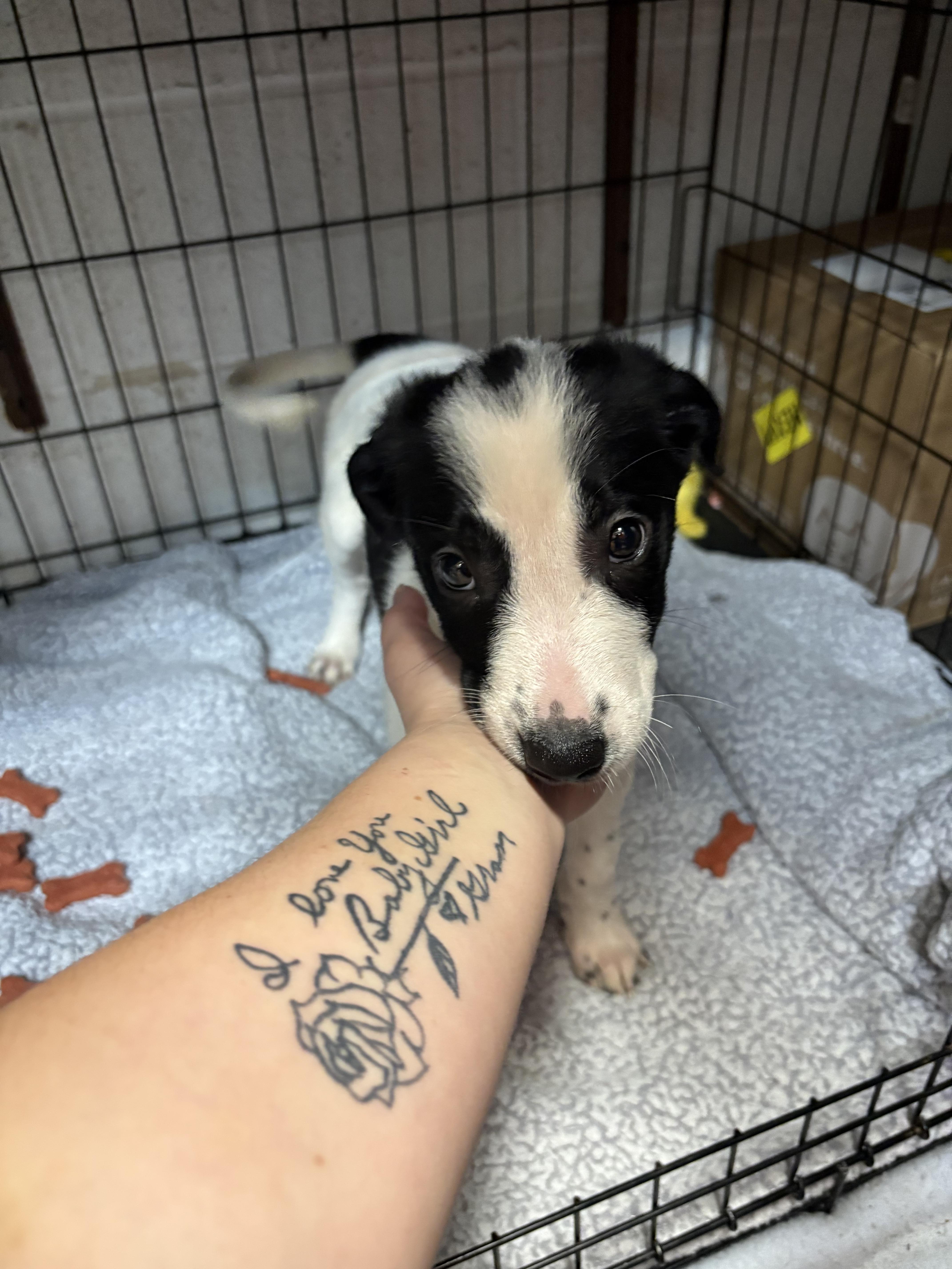 A baby small-sized male Border Collie dog named Arlo for adoption in Hermitage, PA
