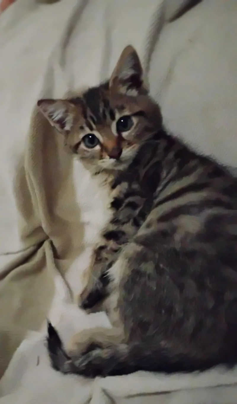 A baby medium-sized male Tabby (Brown / Chocolate) Domestic Short Hair cat named Eddie for adoption in Woodland, CA