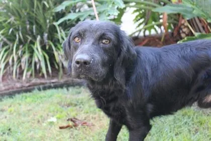 An adult large-sized male Newfoundland Dog dog named Trooper for adoption in Brunswick, GA