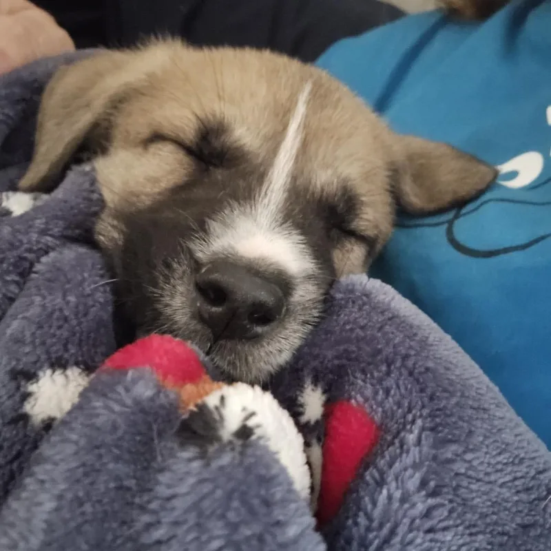 A baby medium-sized female Yellow / Tan / Blond / Fawn Shepherd dog named Josie for adoption in Huntsville, AL