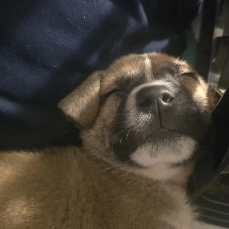 Josie thumbnail 3
