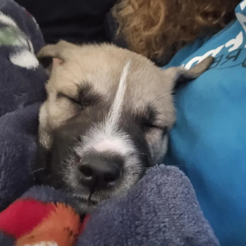 Josie thumbnail 5