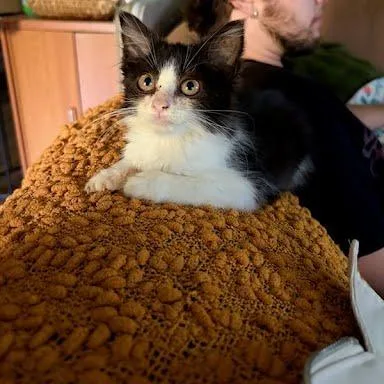 A baby small-sized male Black Domestic Long Hair cat named Frodo for adoption in Chattanooga, TN