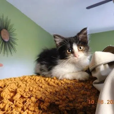 Frodo thumbnail 2