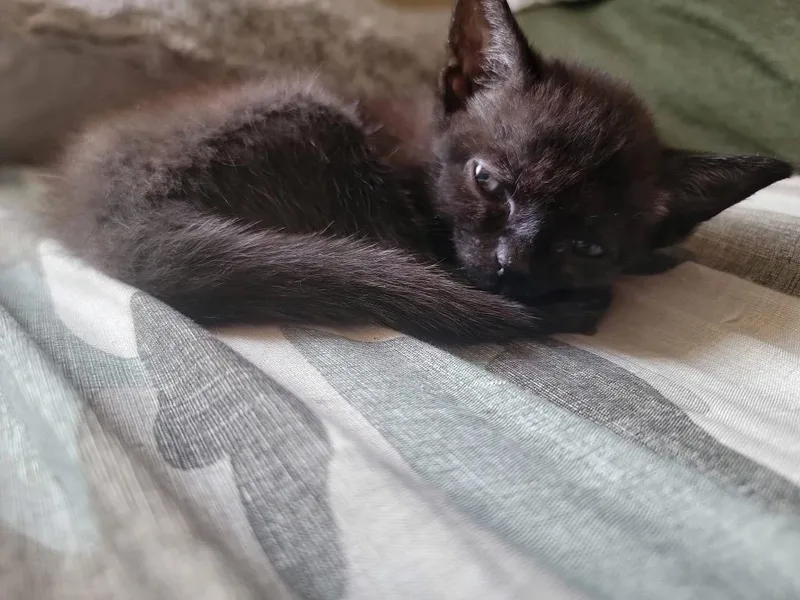 A baby small-sized female Domestic Medium Hair cat named Moxie for adoption in Augusta, GA