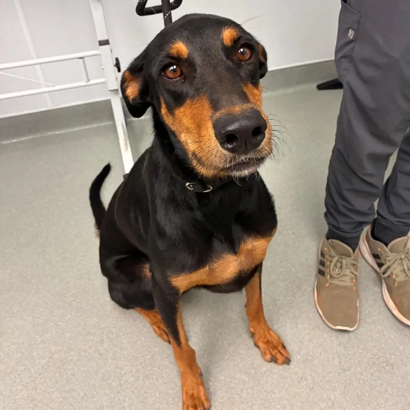 An adult medium-sized female Black Doberman Pinscher dog named Jada for adoption in Abilene, TX