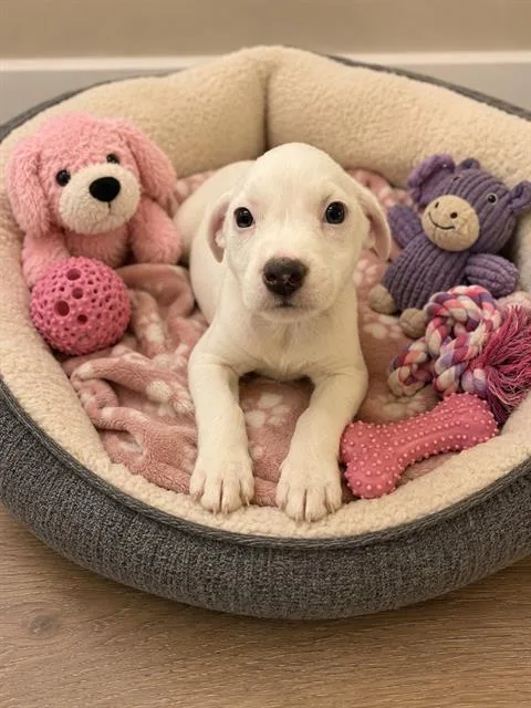 A baby small-sized female Australian Cattle Dog / Blue Heeler dog named Snow for adoption in Globe, AZ