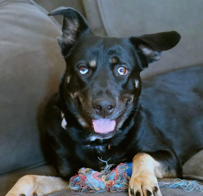 An adult medium-sized female Australian Cattle Dog / Blue Heeler dog named Artemis for adoption in Kansas City, MO