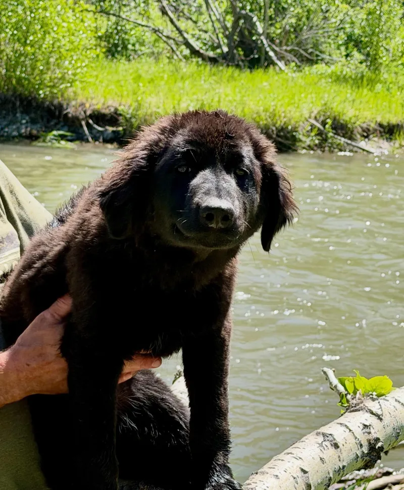 A young extra large-sized male Mixed Breed dog named Moosey for adoption in Wilsall, MT