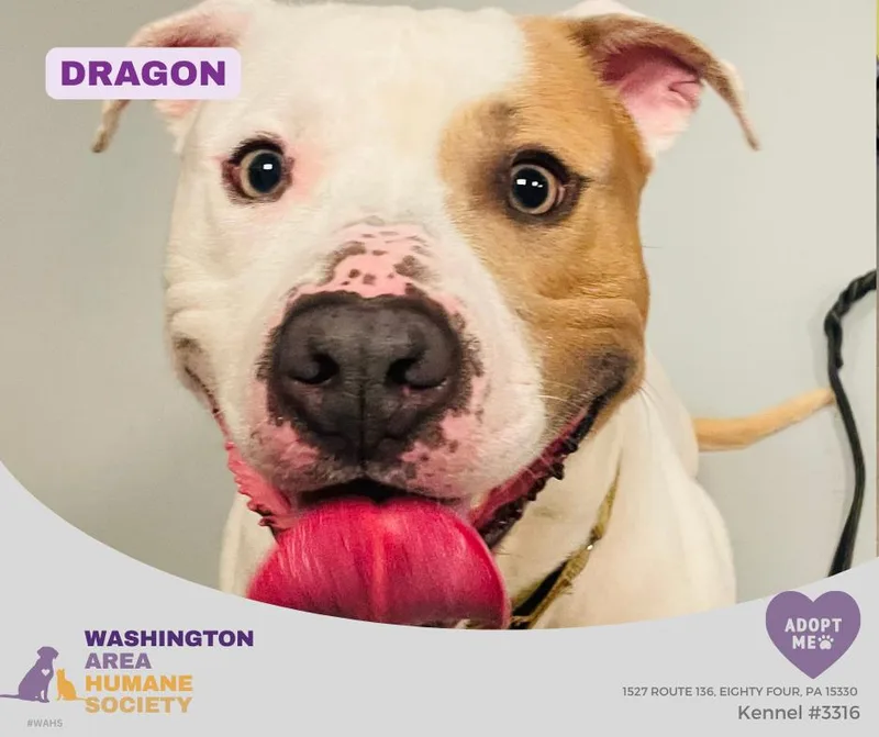 An adult large-sized male White / Cream Pit Bull Terrier dog named Dragon for adoption in Eighty Four, PA