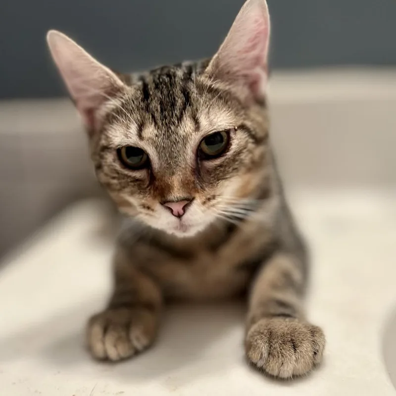 A baby small-sized male Brown / Chocolate Domestic Short Hair cat named Willy for adoption in Philadelphia, PA