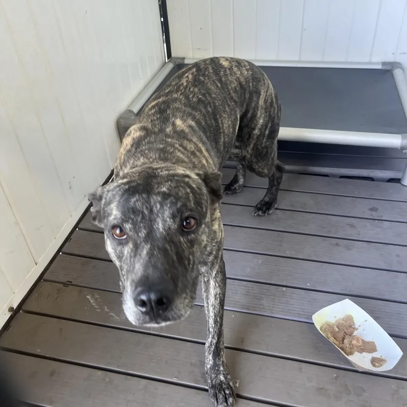 An adult medium-sized female White / Cream Mixed Breed dog named SCFLStray___ for adoption in Lake Panasoffkee, FL