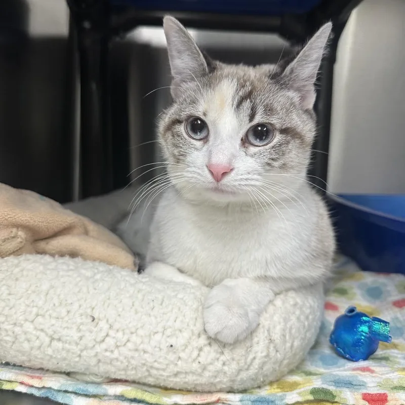 A young medium-sized female Cream / Ivory Snowshoe cat named Patches for adoption in Columbia Station, OH