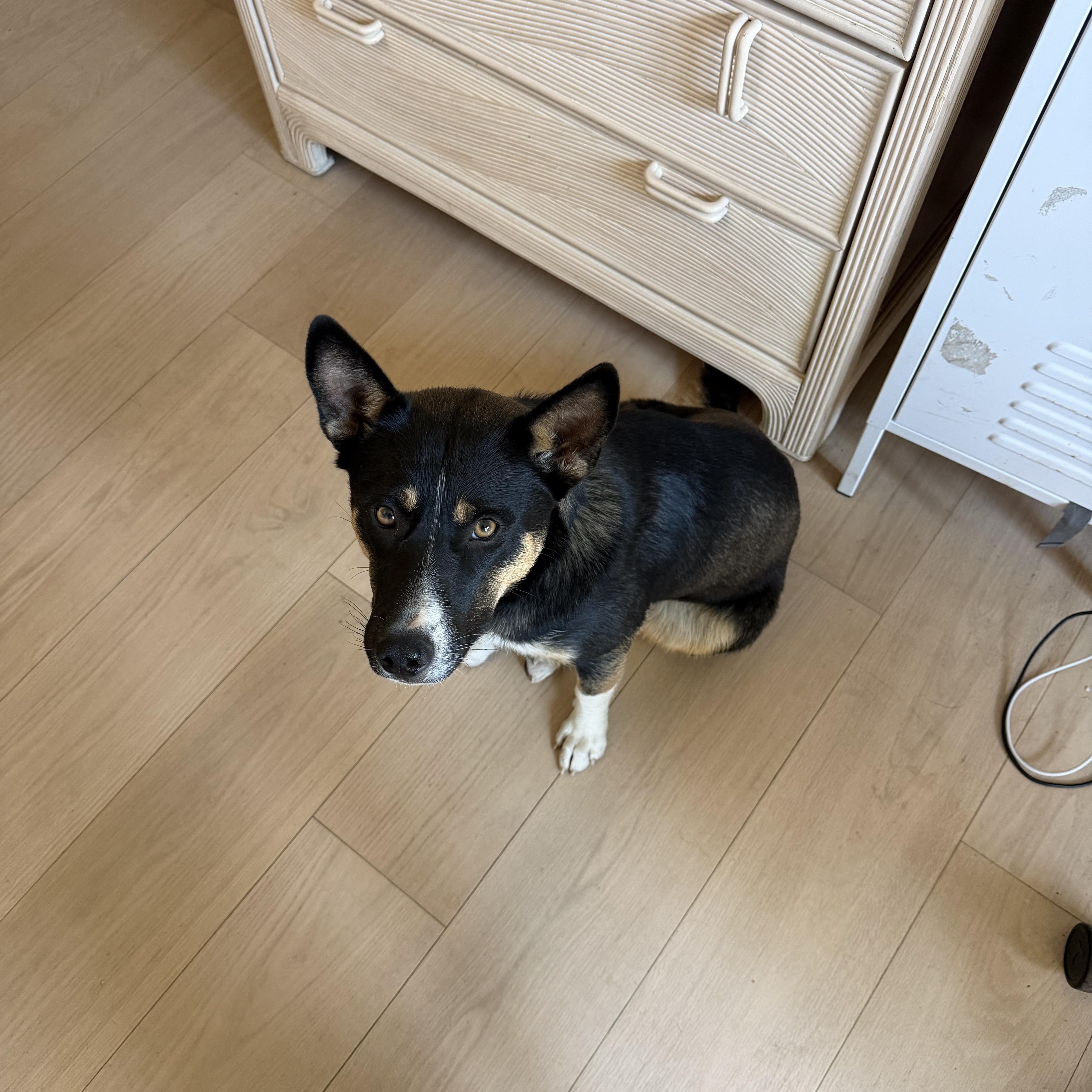 A young medium-sized female Cattle Dog dog named Angie for adoption in San Rafael, CA