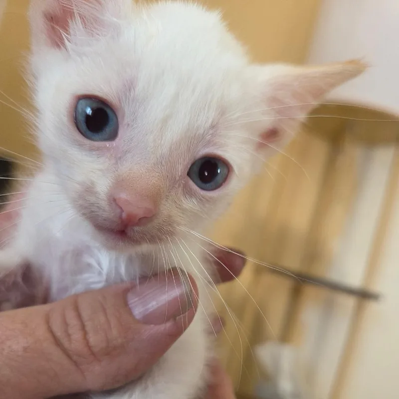 A baby small-sized male White Domestic Short Hair cat named RingC for adoption in East Saint Louis, IL