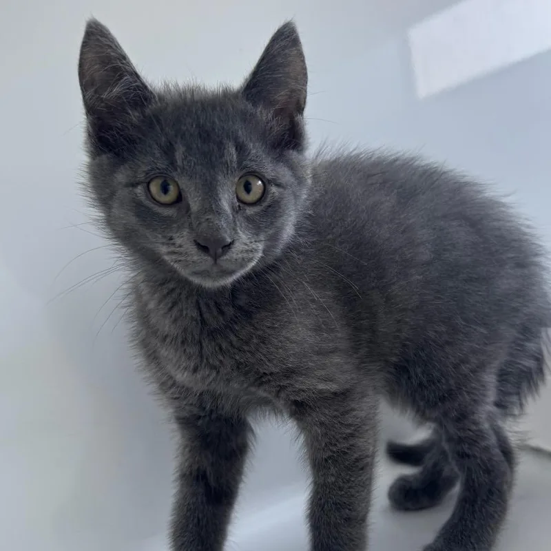 A baby small-sized male Gray / Blue / Silver Domestic Short Hair cat named Toto for adoption in Ridgely, MD
